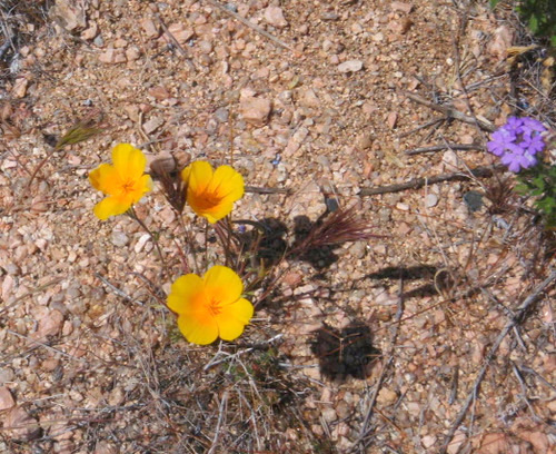 Tonto NF: Flowers.